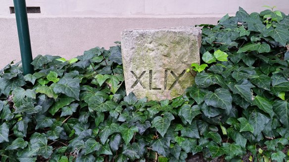 Ivy leaves around a stone marker which has been engraved with XLIX.