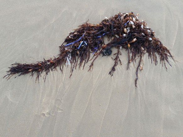 20151213_190905-seaweed-pollution